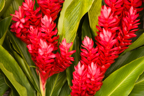 Red Ginger